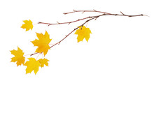 Autumn Maple Twigs With Yellow Leaves