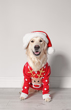 Cute Dog In Christmas Sweater And Hat On Floor
