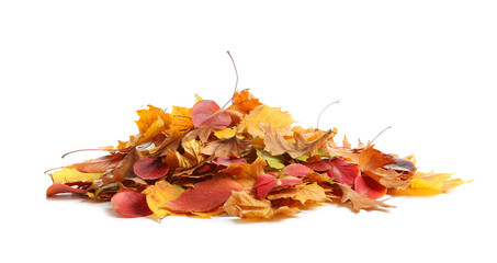 heap of autumn leaves on white background