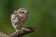 burrowing owl chick