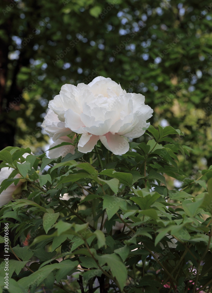 Images Gratuites La Nature Fleur Noir Et Blanc La