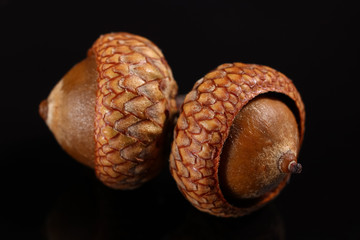 Wall Mural - Acorns close-up on a dark background