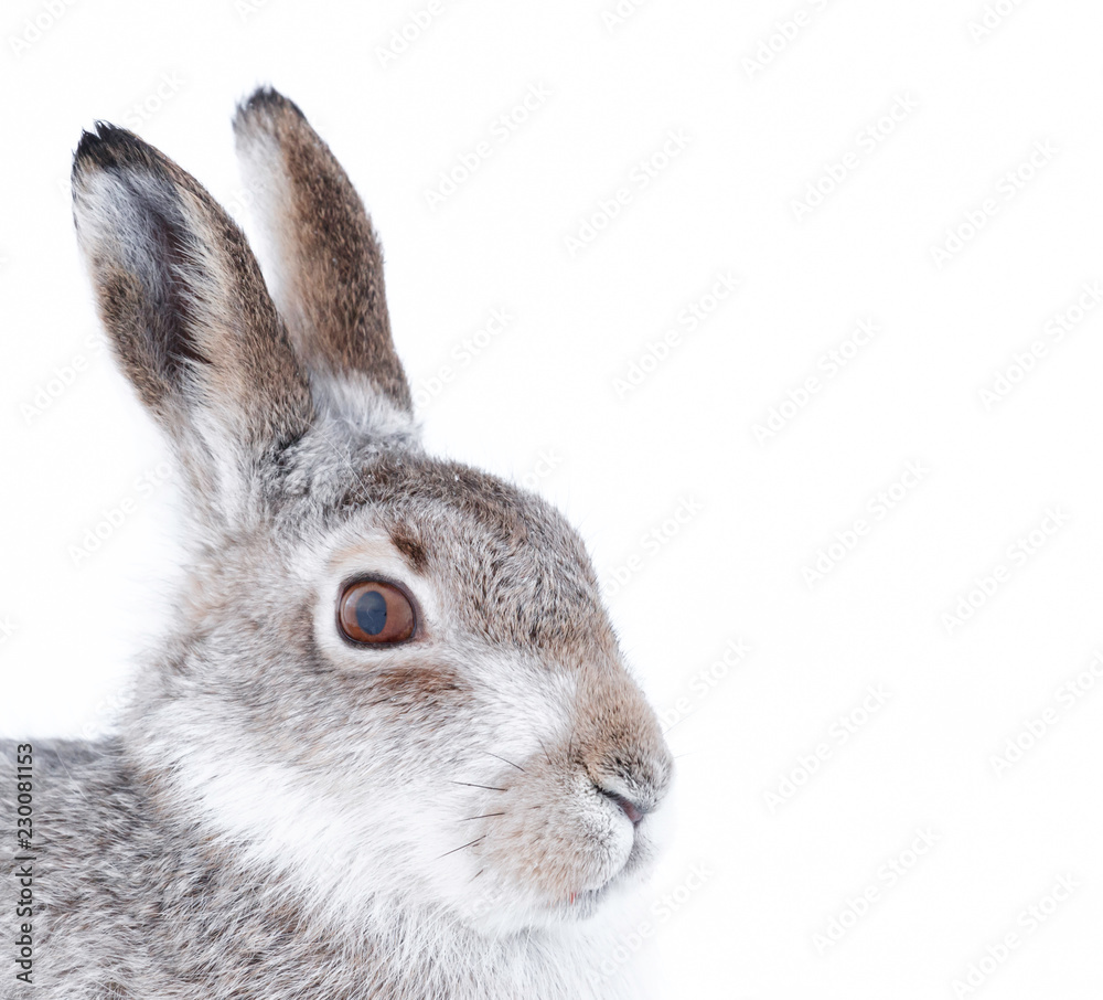 Picture show a wild mountain hare sitting on snow in the Scottish ...