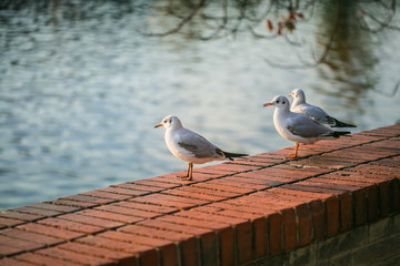 Wall Mural - Young white and grey seagulls, Chroicocephalus ridibundus, standing on red brick wall, sunny autumn evening, blurry dark blue water background, city landscape