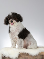 Curly haired dog portrait. Image taken in a studio with white background.