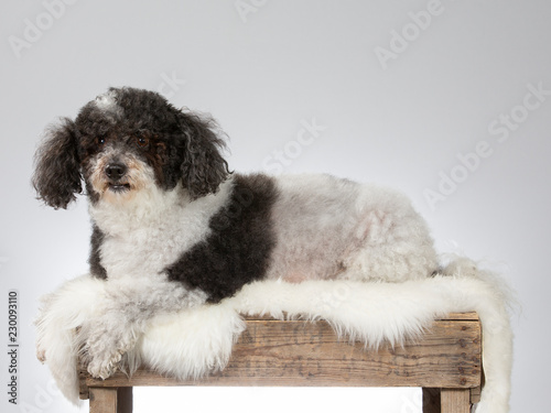 Curly Haired Dog Portrait Image Taken In A Studio With White