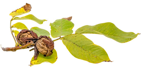 Two ripe walnuts on the branch with leaves isolated on white