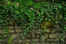 Grunge Texture Background: Old Stone Wall Overgrown With Green Moss.