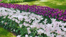 Flowerbed With Soft Pink And Purple Tulips