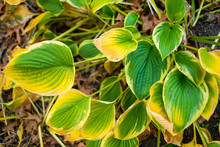 Yellow Green Plant, Autumn Background