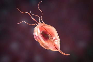 trichomonas tenax, a protozoan found in the oral cavity