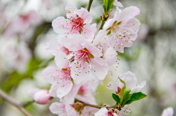 flowers of cherry tree