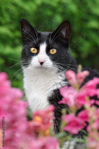 Black And White Cat European Shorthair Portrait Buy This Stock