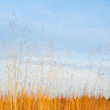 © lindahughes - Wheat field with blue sky