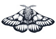 Hand drawn butterfly tattoo. Dotwork tattoo. Hemileuca griffini. Griffin's sheepmoth or Canadian fleabane moth.