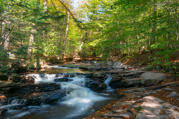 river in the forest