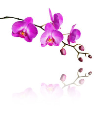 Wall Mural - Pink orchid on a white background