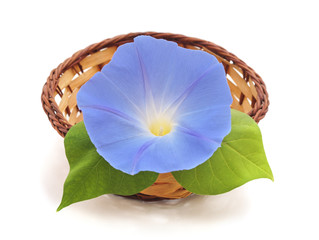 Sticker - Flower ipomoea blue.