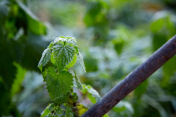 Frost on leaves and grass in the morning