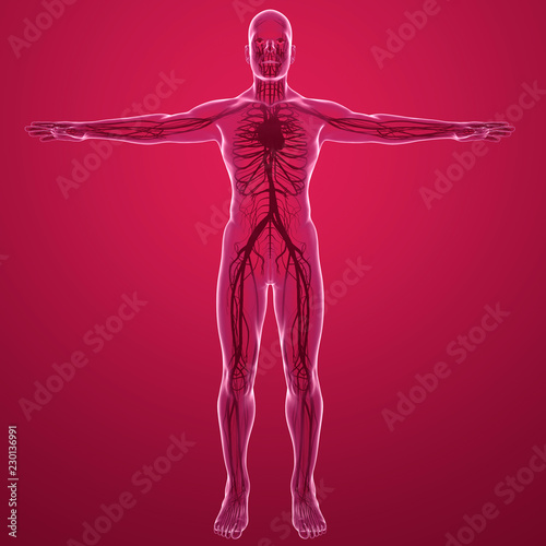 Fotografie, Obraz Corpo umano, vista ai raggi x del sistema circolatorio con cuore arterie e vene