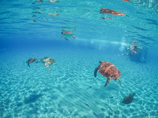 Wall Mural - Swimming with Turtles on the Caribbean Island of Curacao