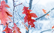 Autumn Leaves Of Oak  In A Hoarfrost. Autumn Frosts. Autumn Frozen Leaves Background. Shallow Depth Of Field