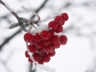 Red Berries in Snow