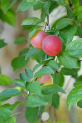 Wall Mural - Several red fruits of cherry plum on a branch