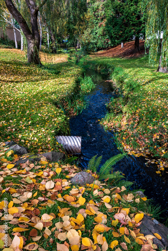 Valokuva Yellow cottonwood leaves scattered on a green lawn, landscape with trees and str