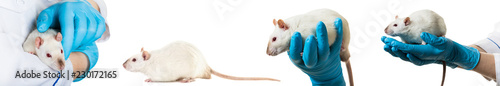 Fotomural hands in medical gloves hold a rat, photo set