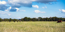 Ag Web Banner Of Cattle Grazing In Pasture