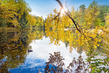 Wall Mural - Autumn tree with bright foliage is reflected in the lake