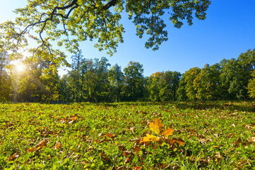 Wall Mural - autumn bright leaves lie on a green meadow in a forest on a sunny day..