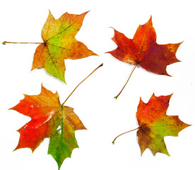 Wall Mural - dry maple leaves