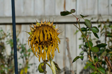 A Solo Dead And Dry Sunflower Head In The Garden In The Backyard. 