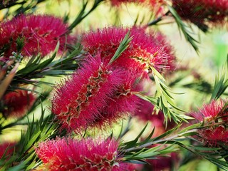 Wall Mural - Callistemon 