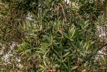 olives ripe on a branch in tuscany before harvesting in autumn - 2