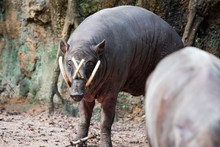 Babirusa Deer-pigs Babyrousa While Looking For Food On A Wet Soil Or Mud.