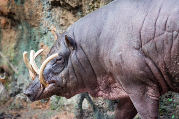 Babirusa deer-pigs Babyrousa while looking for food on a wet soil or mud.