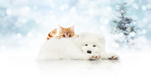 Merry Christmas Signboard Or Gift Card For Pet Shop, White Dog And Ginger Cat Pets Isolated On Blurred Xmas Lights And Tree, Copy Space Blank Background