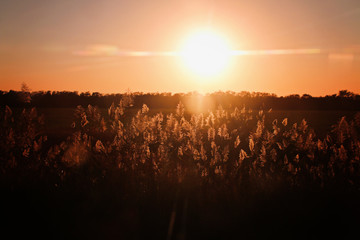 Wall Mural - Beautiful golden sunset on the background of high grass.