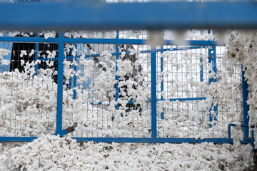 Wall Mural - Greek seed cotton in a tractor trolley getting unloaded in the ginning mill