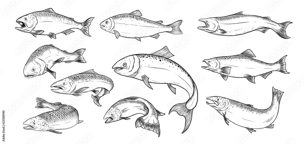 Salmon art highly detailed in line art style.Fish vector by hand drawing.Fish tattoo on white background.Black and white fish vector on white background.Salmon fish sketch for coloring book. - obrazy, fototapety, plakaty 