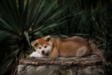 Wall Mural - little red puppy akita lie on the stone