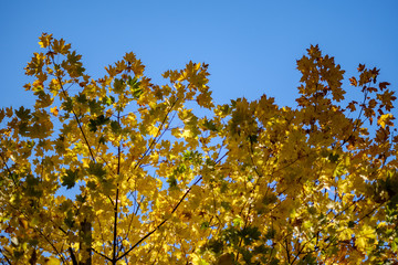 abstract background pattern of yellow autumn tree leaves