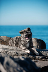 Wall Mural - American Akita dog lies on the beach at the sea