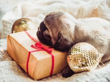 Cute, Sweet Puppy, Sleeping On A Blanket, Gift, Christmas Decorations And Balls On A White Background. Pet Care Concept