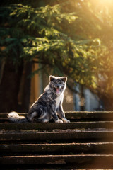 Wall Mural - American Akita puppy sitting on the stairs