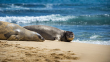 Two Hawaiian Monk Seals, One Sleeping, On Mokulua Island.