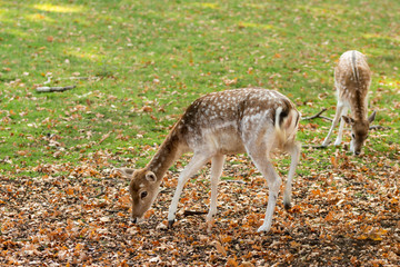 Zeist, Utrecht/The Netherlands - October 21 2018: Two deers grazing in autumn forest searching for acorns